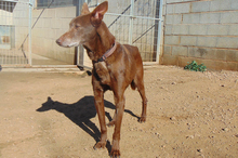 NESTLE, Hund, Podenco-Mix in Spanien - Bild 1