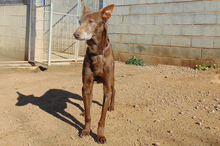 NESTLE, Hund, Podenco-Mix in Spanien - Bild 2