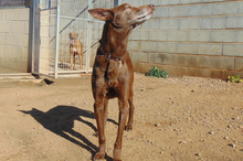 NESTLE, Hund, Podenco-Mix in Spanien - Bild 3