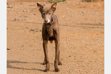 NESTLE, Hund, Podenco-Mix in Spanien - Bild 4