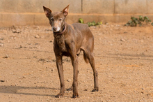 NESTLE, Hund, Podenco-Mix in Spanien - Bild 5