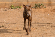 NESTLE, Hund, Podenco-Mix in Spanien - Bild 6