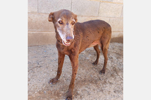 NESTLE, Hund, Podenco-Mix in Spanien - Bild 8