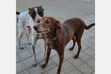 NESTLE, Hund, Podenco-Mix in Spanien - Bild 9