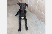 TORMENTA, Hund, Galgo Español-Mix in Spanien - Bild 1