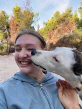 BOUNTY, Hund, Mischlingshund in Griechenland - Bild 13