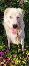 BLUE, Hund, Australian Border Collie in Griechenland - Bild 1