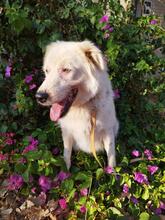 BLUE, Hund, Australian Border Collie in Griechenland - Bild 3