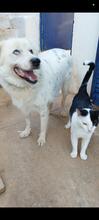 BLUE, Hund, Australian Border Collie in Griechenland - Bild 4