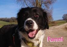 FANNIII, Hund, Border Collie in Huisheim - Bild 1