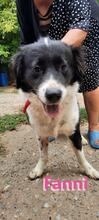 FANNIII, Hund, Border Collie in Huisheim - Bild 2