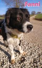 FANNIII, Hund, Border Collie in Huisheim - Bild 3