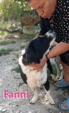 FANNIII, Hund, Border Collie in Huisheim - Bild 4