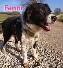 FANNIII, Hund, Border Collie in Huisheim - Bild 6