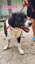 FANNIII, Hund, Border Collie in Huisheim - Bild 7