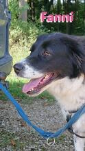 FANNIII, Hund, Border Collie in Huisheim - Bild 8