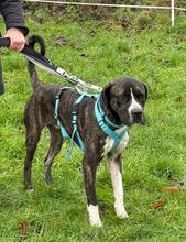 MARS, Hund, Cane Corso-Mix in Bremen