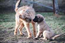 BENJI, Hund, Mischlingshund in Berlin - Bild 1