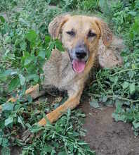 CAMILLO, Hund, Mischlingshund in Rumänien - Bild 1