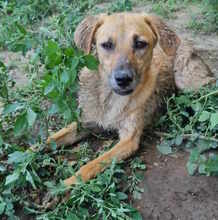 CAMILLO, Hund, Mischlingshund in Rumänien - Bild 2