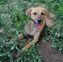 CAMILLO, Hund, Mischlingshund in Rumänien - Bild 3