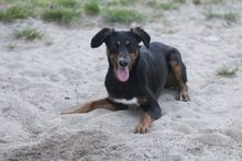 SUNNA, Hund, Mischlingshund in Portugal - Bild 1