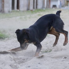 SUNNA, Hund, Mischlingshund in Portugal - Bild 10