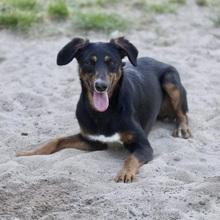 SUNNA, Hund, Mischlingshund in Portugal - Bild 2