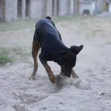 SUNNA, Hund, Mischlingshund in Portugal - Bild 8