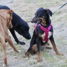 SUNNA, Hund, Mischlingshund in Portugal - Bild 9