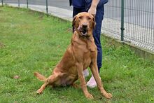 ERNI, Hund, Mischlingshund in Bad Wünnenberg - Bild 1