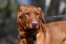 ERNI, Hund, Mischlingshund in Bad Wünnenberg - Bild 10