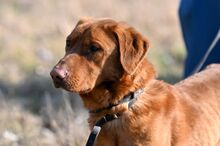 ERNI, Hund, Mischlingshund in Bad Wünnenberg - Bild 11