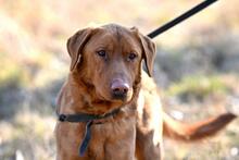 ERNI, Hund, Mischlingshund in Bad Wünnenberg - Bild 12