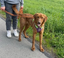 ERNI, Hund, Mischlingshund in Bad Wünnenberg - Bild 13