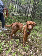 ERNI, Hund, Mischlingshund in Bad Wünnenberg - Bild 15