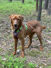 ERNI, Hund, Mischlingshund in Bad Wünnenberg - Bild 16