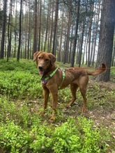 ERNI, Hund, Mischlingshund in Bad Wünnenberg - Bild 17