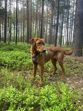 ERNI, Hund, Mischlingshund in Bad Wünnenberg - Bild 19