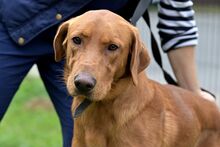 ERNI, Hund, Mischlingshund in Bad Wünnenberg - Bild 2