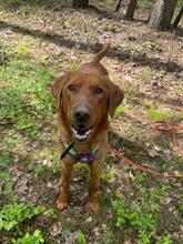 ERNI, Hund, Mischlingshund in Bad Wünnenberg - Bild 21