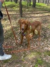 ERNI, Hund, Mischlingshund in Bad Wünnenberg - Bild 22
