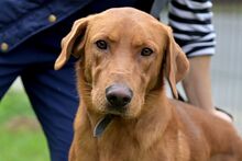 ERNI, Hund, Mischlingshund in Bad Wünnenberg - Bild 3