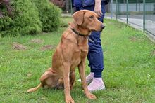 ERNI, Hund, Mischlingshund in Bad Wünnenberg - Bild 4