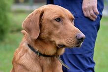 ERNI, Hund, Mischlingshund in Bad Wünnenberg - Bild 5