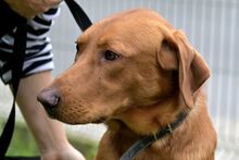 ERNI, Hund, Mischlingshund in Bad Wünnenberg - Bild 6