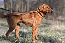 ERNI, Hund, Mischlingshund in Bad Wünnenberg - Bild 7