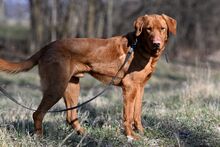 ERNI, Hund, Mischlingshund in Bad Wünnenberg - Bild 8
