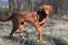 ERNI, Hund, Mischlingshund in Bad Wünnenberg - Bild 9