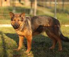 TISA, Hund, Deutscher Schäferhund in Bad Wünnenberg - Bild 12